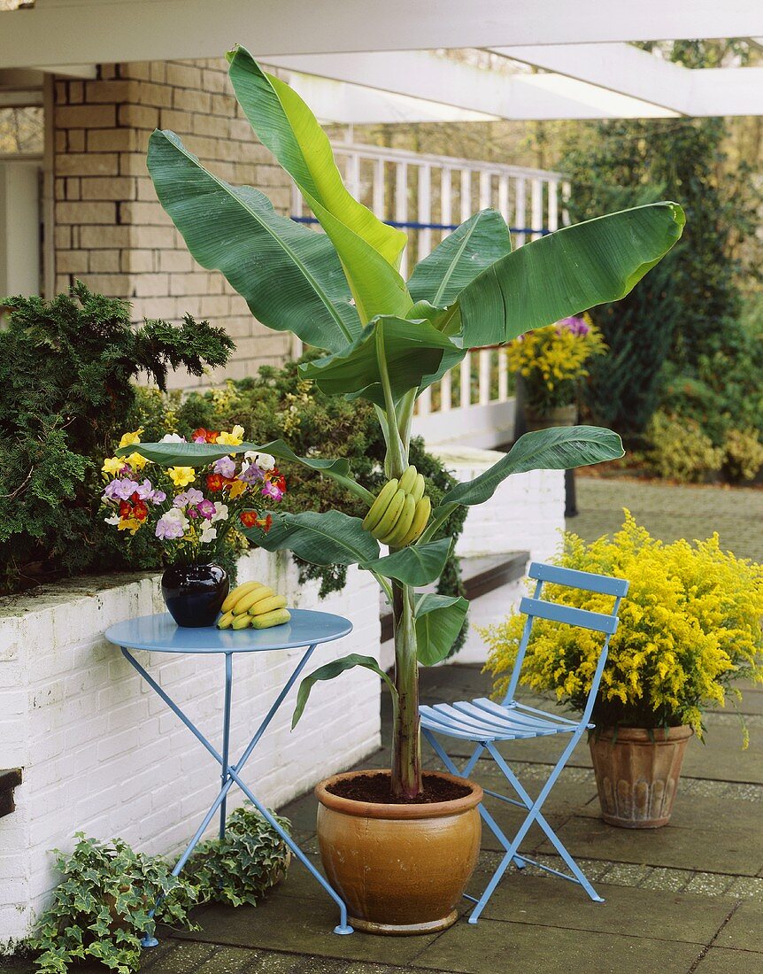 Banana plant in flowerpot