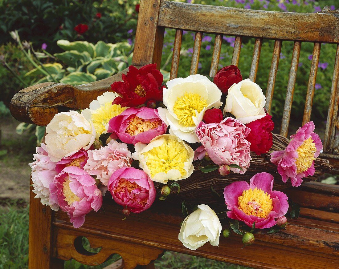 Arrangement of peonies on wooden seat