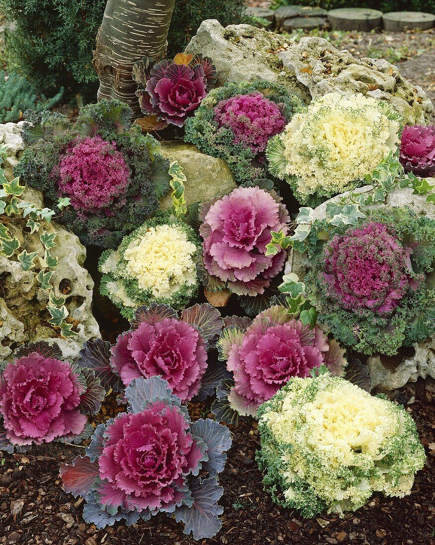Ornamental cabbages (various kinds) in garden