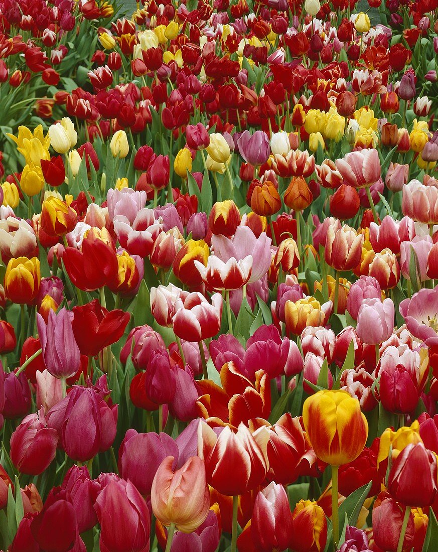 Many different tulips, full-frame
