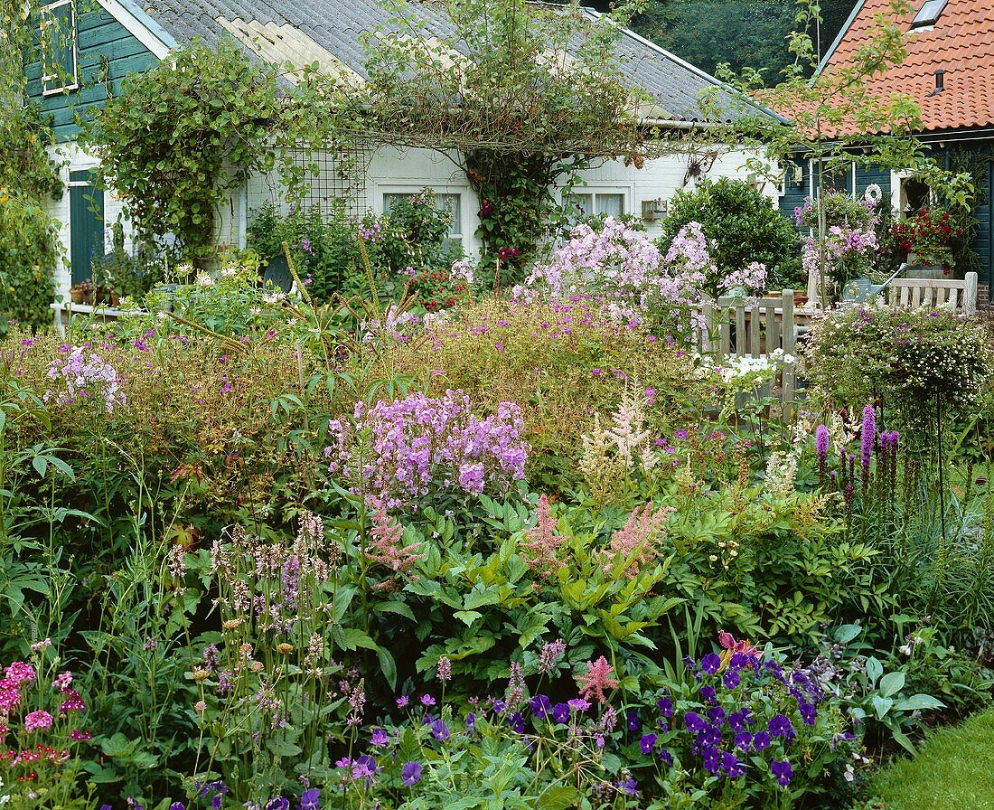 Colourful summer garden with astilbe, violas, phlox