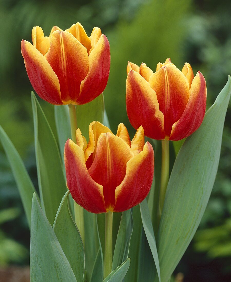 Red and yellow tulips