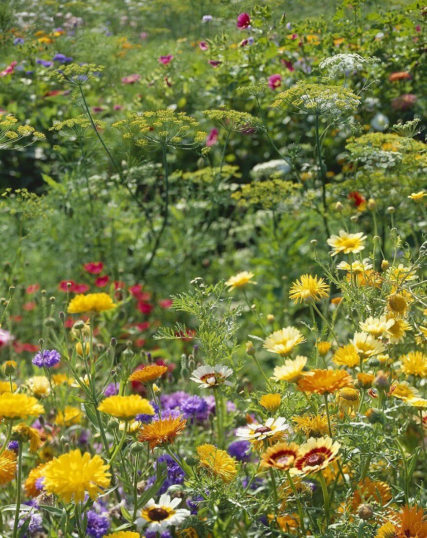 Summer flowers in garden