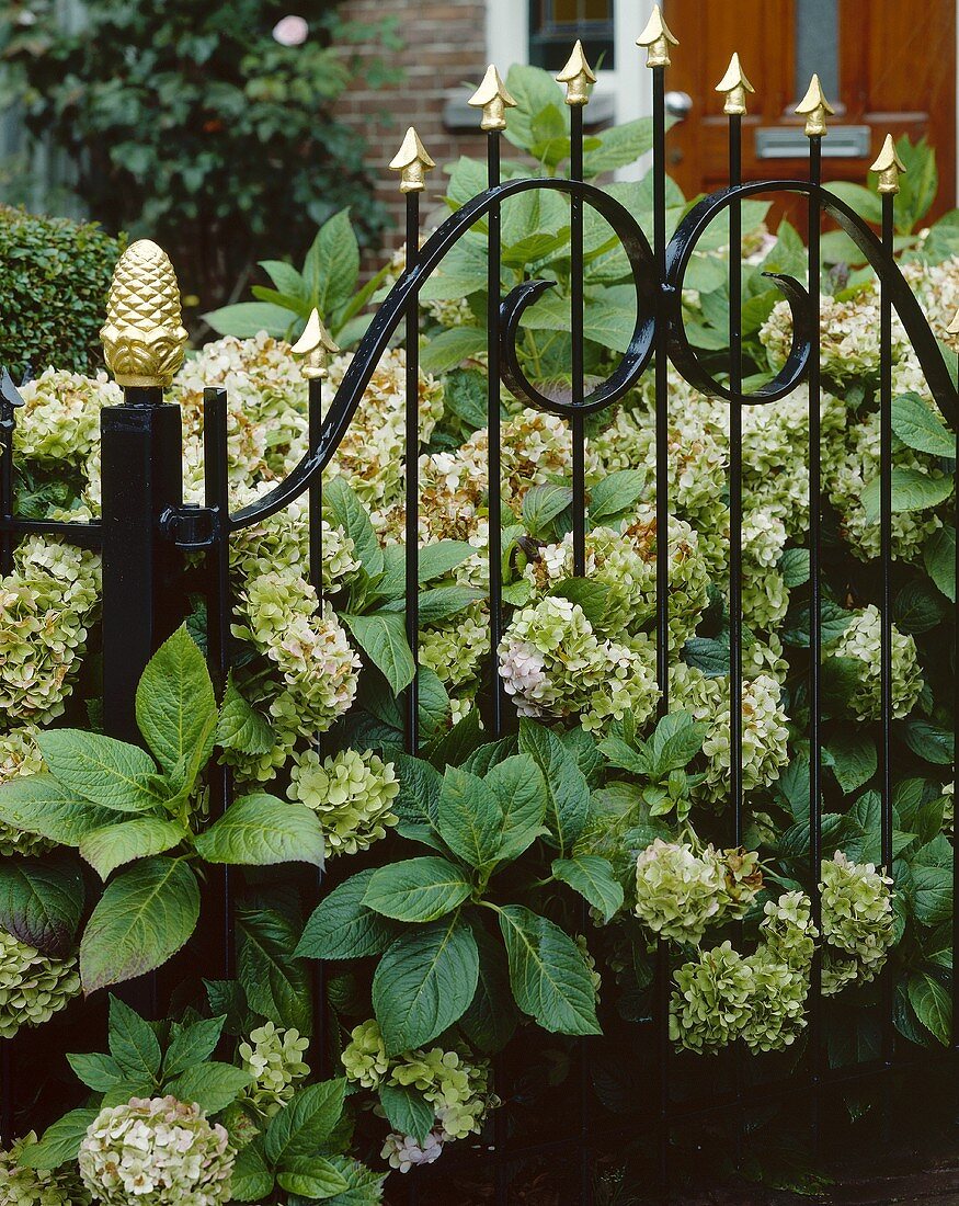 White hydrangeas in garden