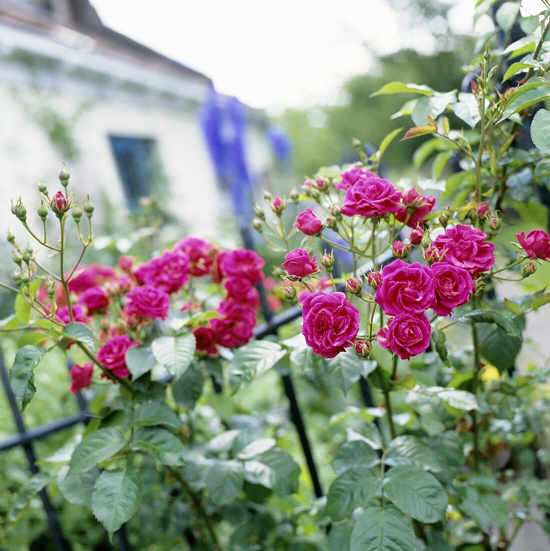 Rosafarbene Kletterrose an Gartenzaun