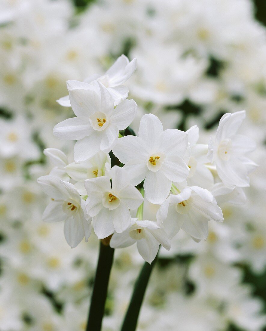 weiße Narzissen 'Narcissus Ziva'
