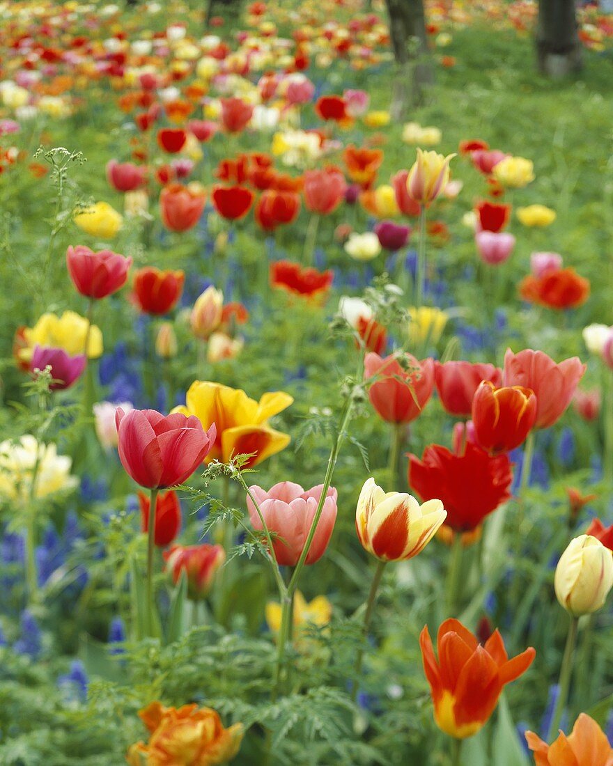 Mixed tulips planted in grass