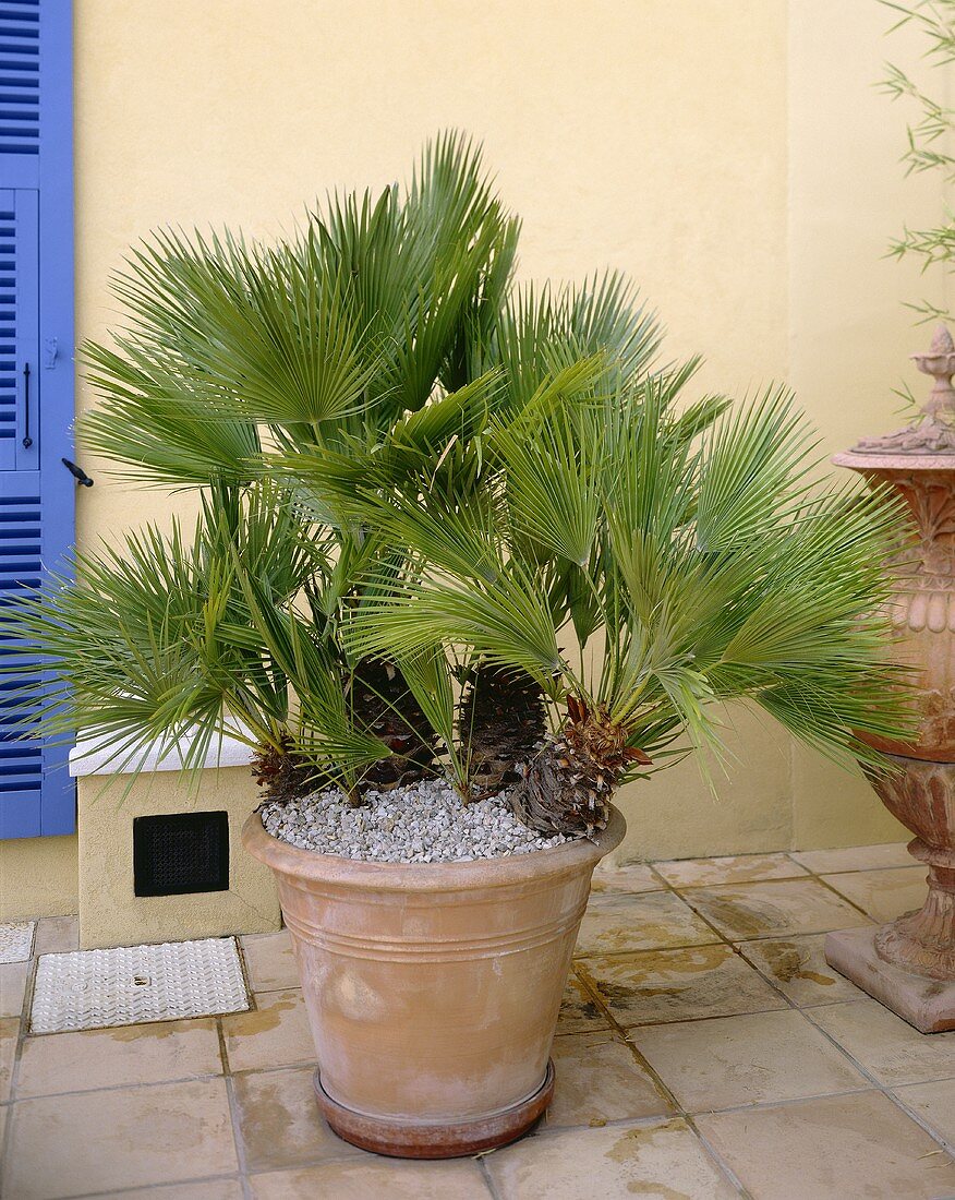 Dwarf fan palm in terracotta pot