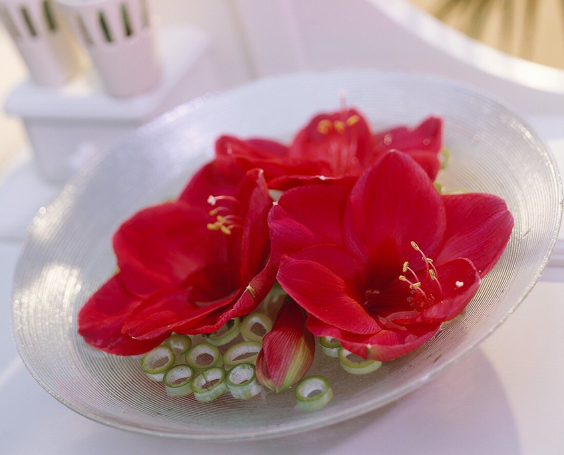Rote Amaryllis-Blüten 'Lilac Wonder' in Dekoschale