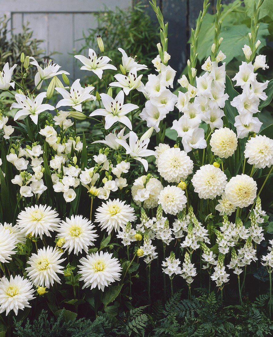 Various white flowers in garden
