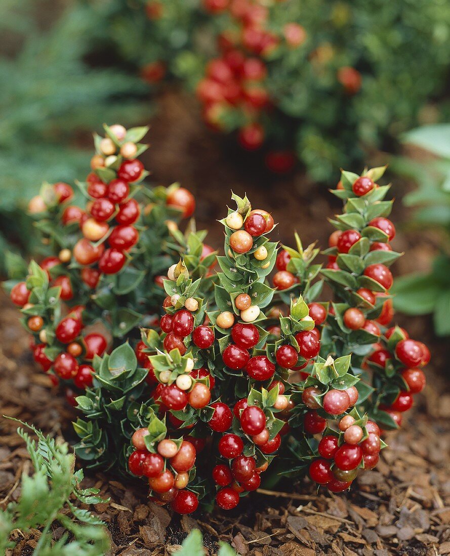 Butcher's broom (Ruscus aculeatus 'John Redmond')