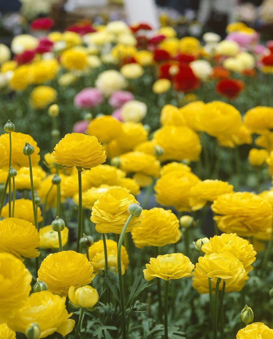 Wiese mit bunten Ranunkeln 'Ranunculus Wizard'