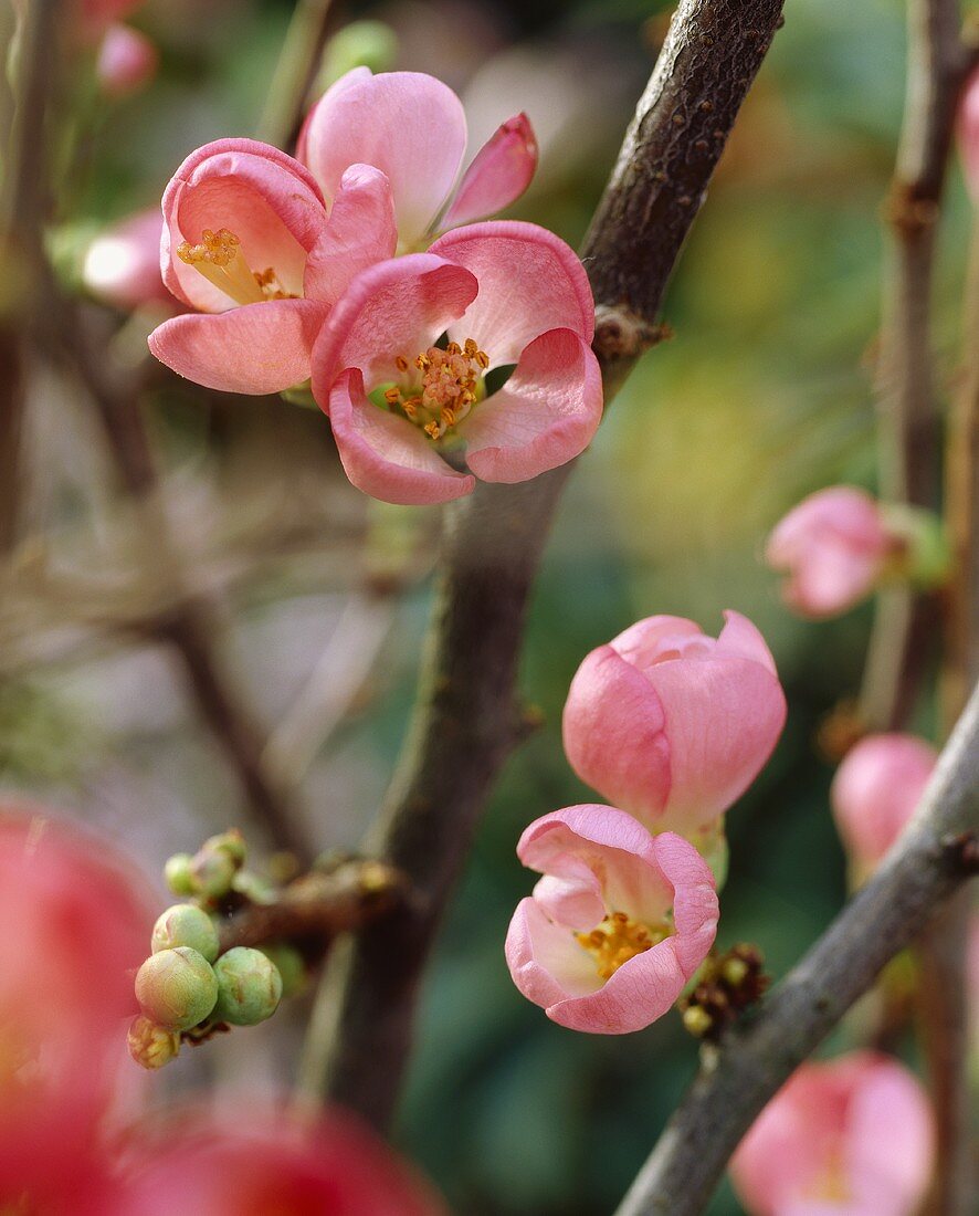 Ornamental quince blossom (Chaenomeles)