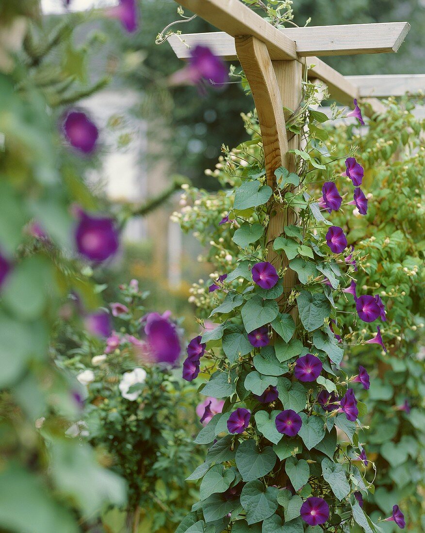 Blue morning glory (Ipomoea indica)