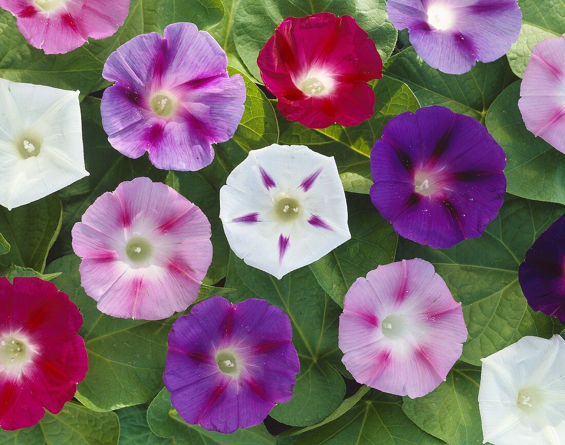 Mixed morning glory flowers