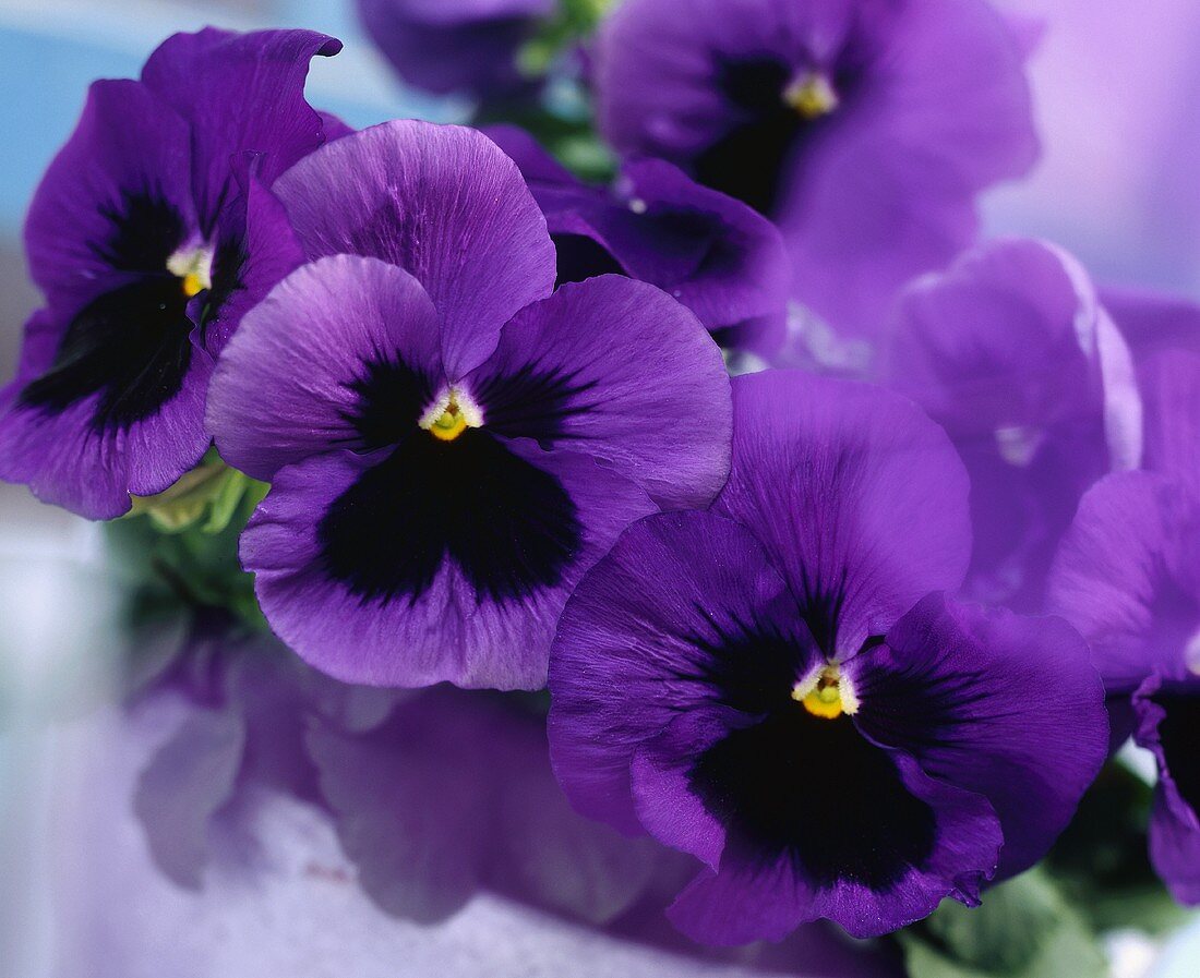 Purple violas