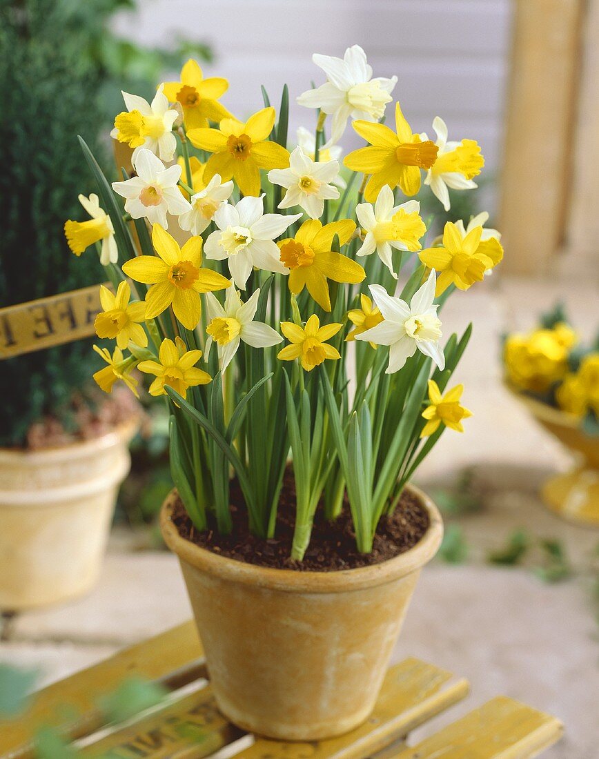 White and yellow narcissi in pot