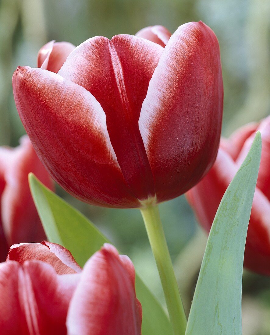 Tulips, variety 'Armani'