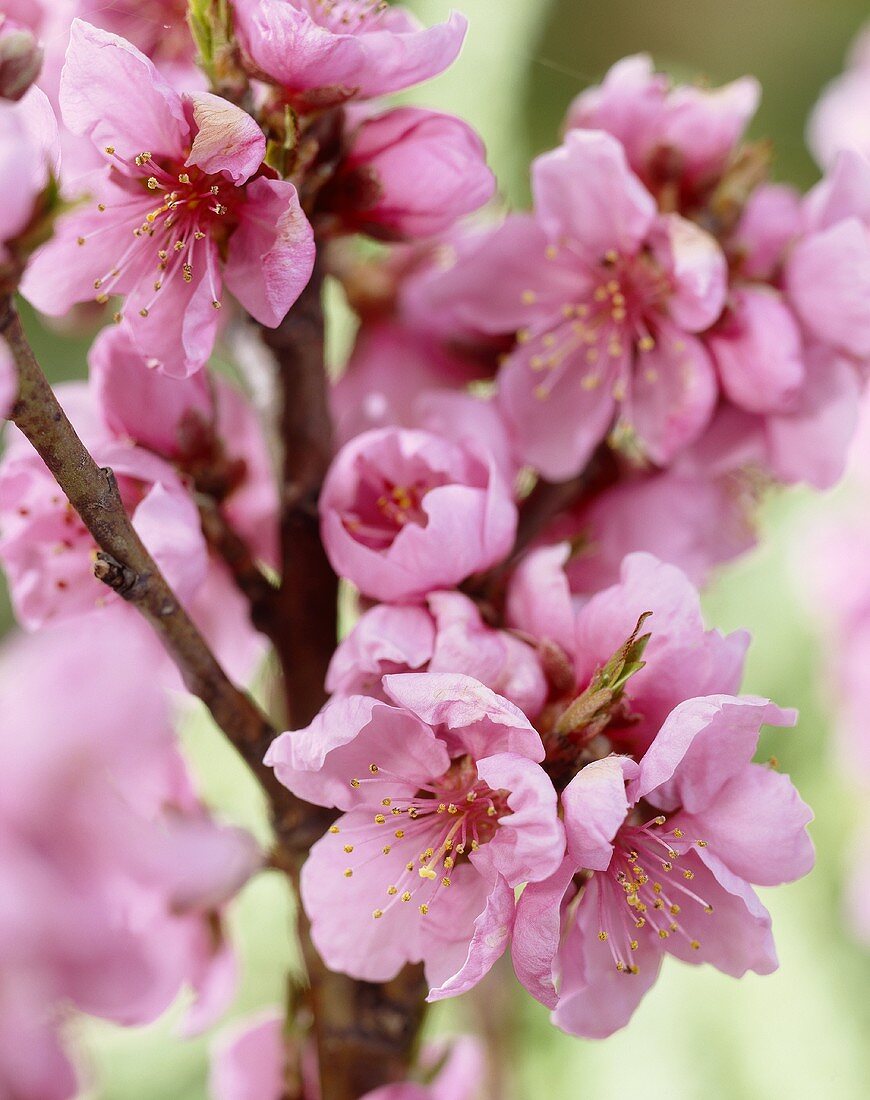 Pink nectarine blossom