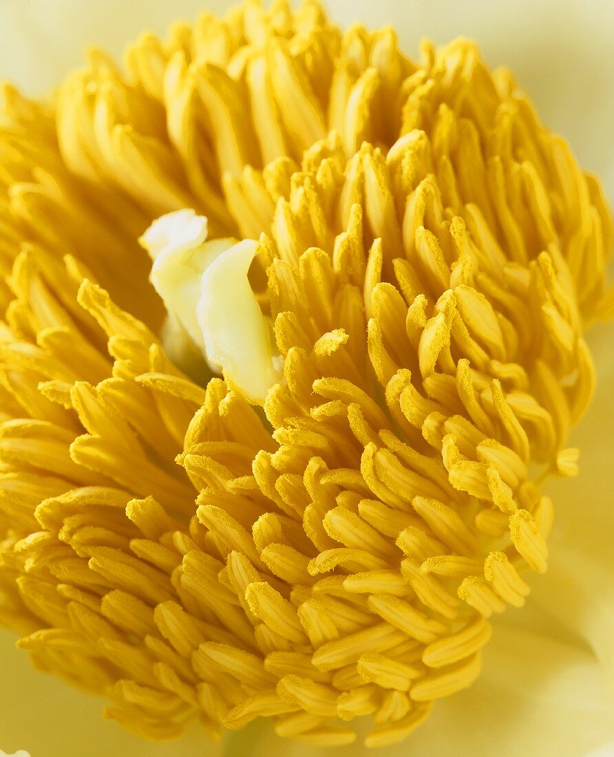 Blütenstempel & Staubblätter einer gelben Pfingstrose
