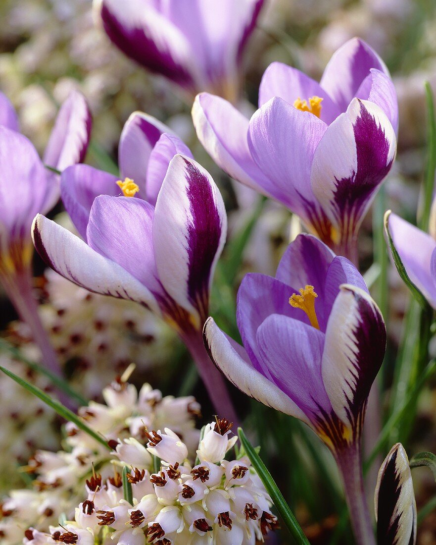 Small crocuses with veined outer petals (Crocus minimus)