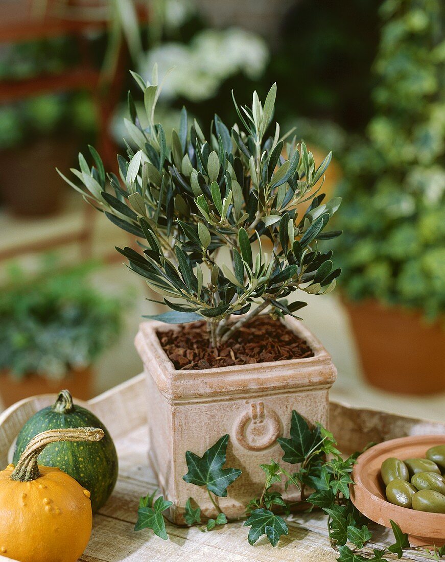 Small olive tree in pot