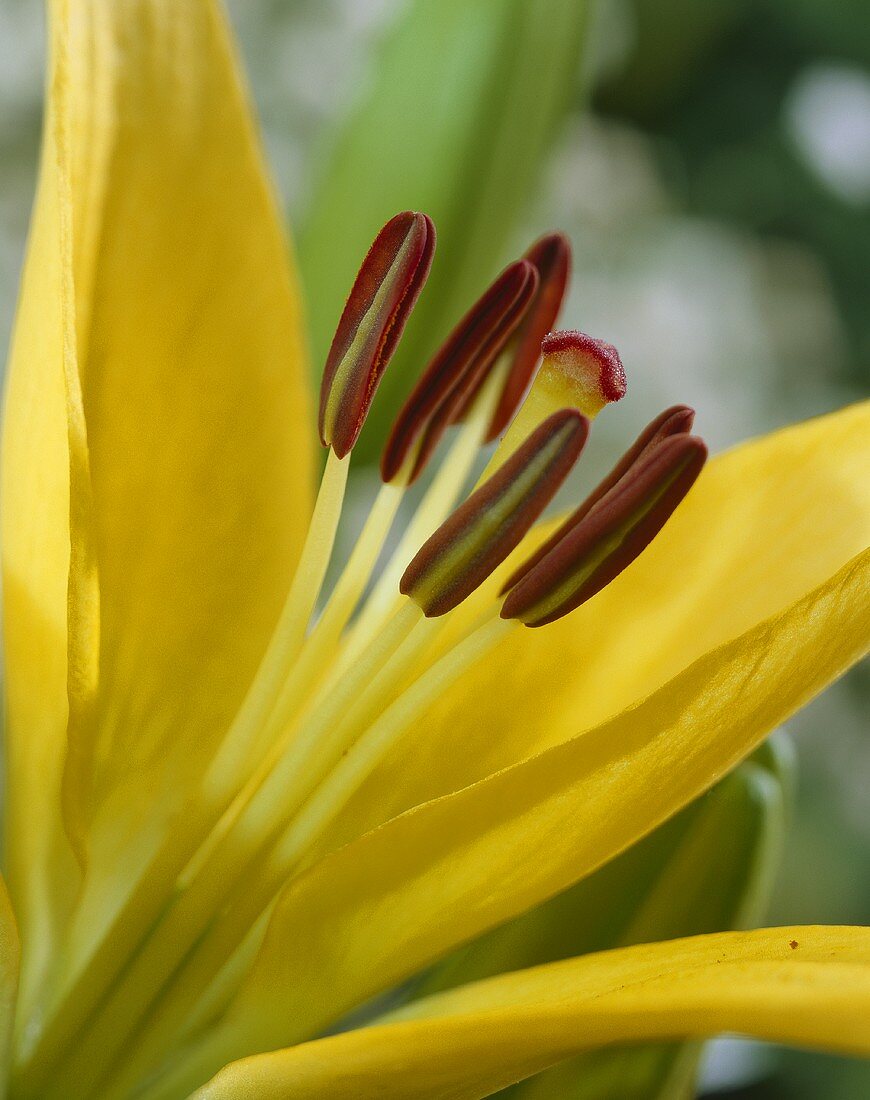 Yellow lily (close-up)