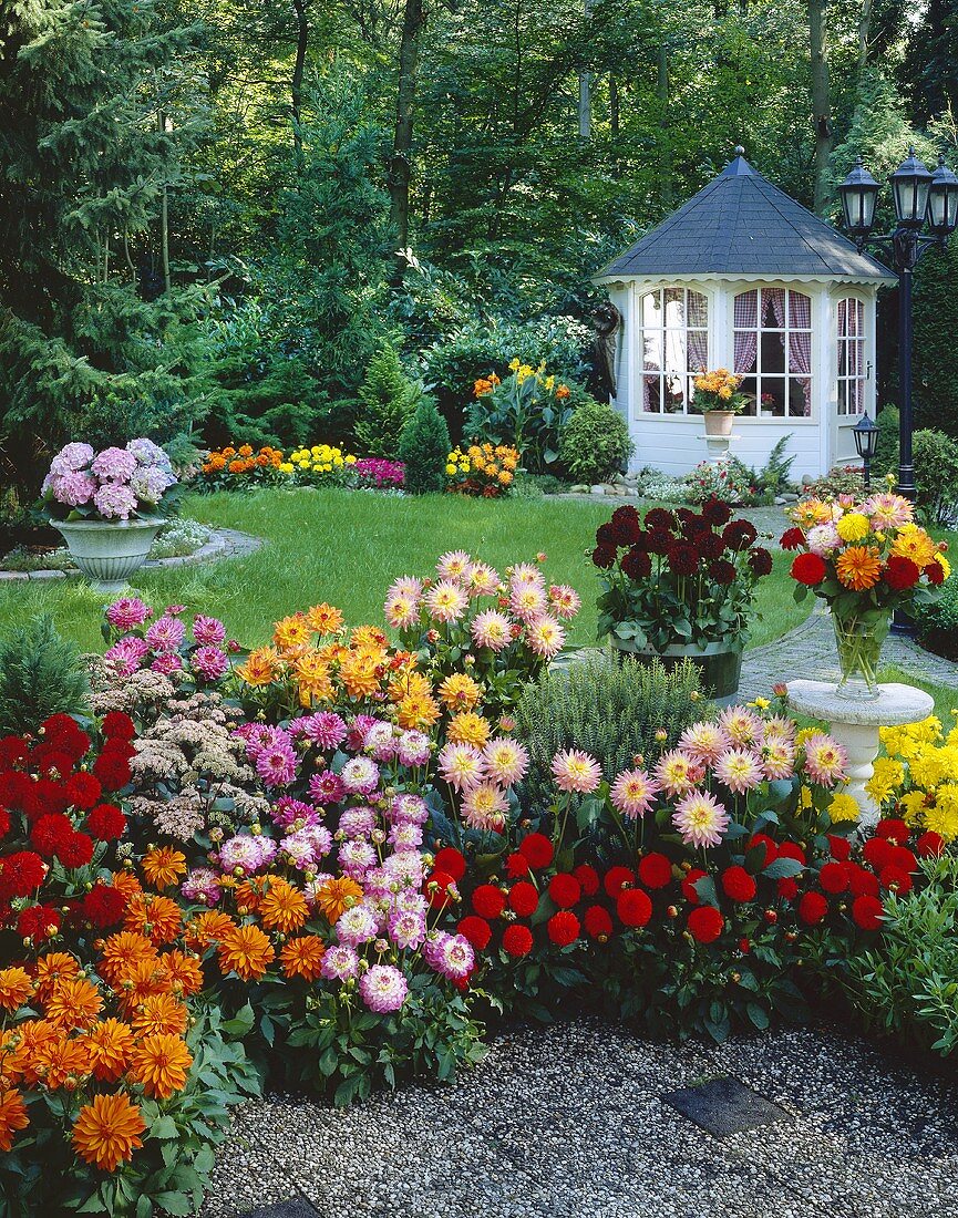 Garden with summer house and mixed dahlias