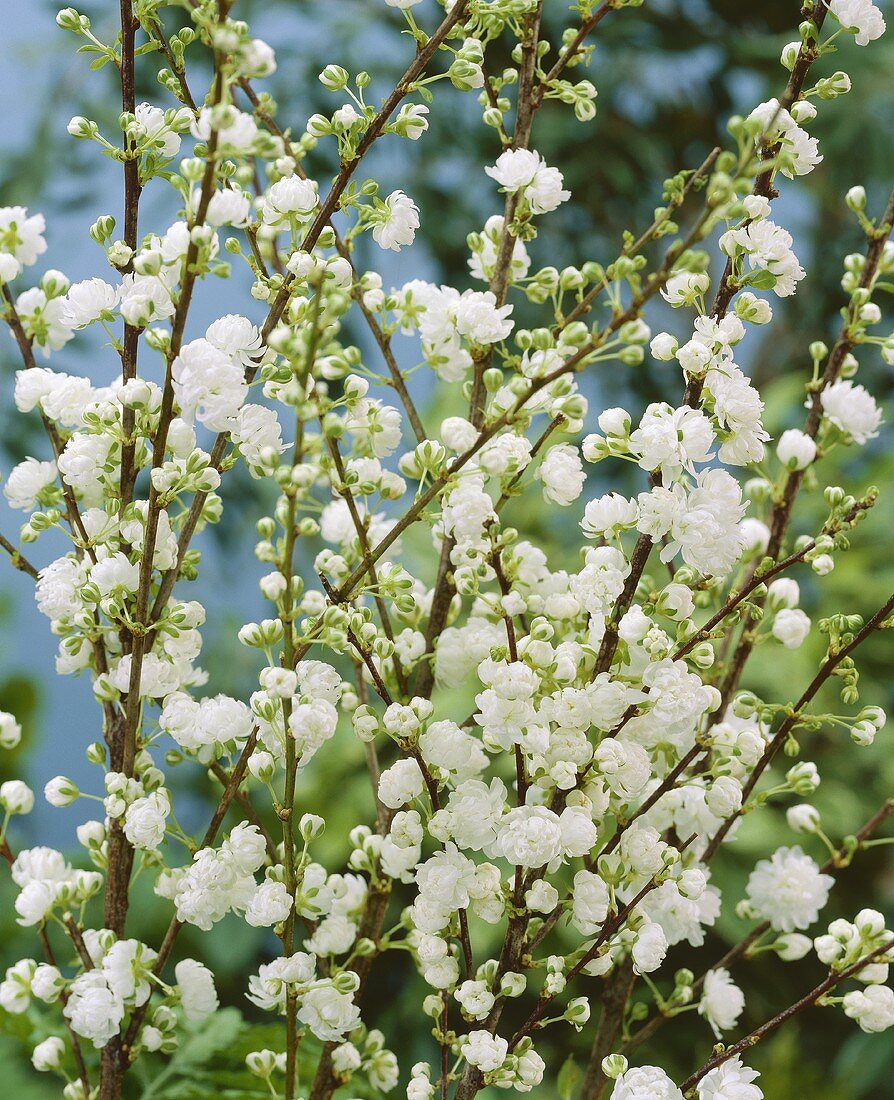Chinesische Zwergkirsche (lat. Prunus glandulosa alboplena)