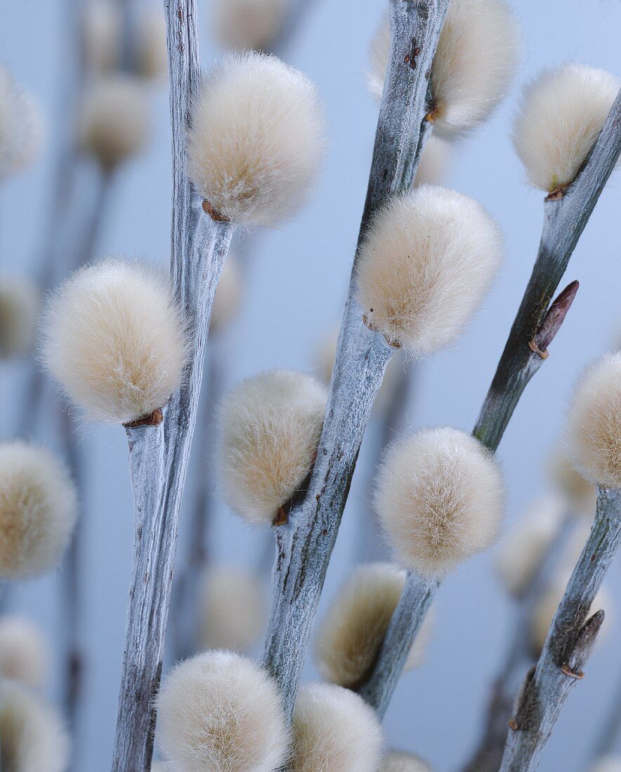 Pussy willow (close-up)