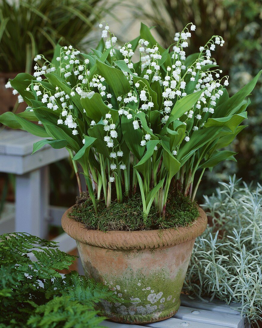 Lilies of the valley (Convallaria majalis 'Bordeaux') in terracotta pot