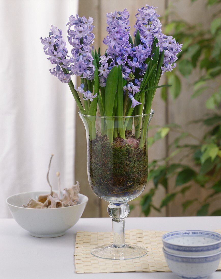 Blue hyacinths in stemmed glass
