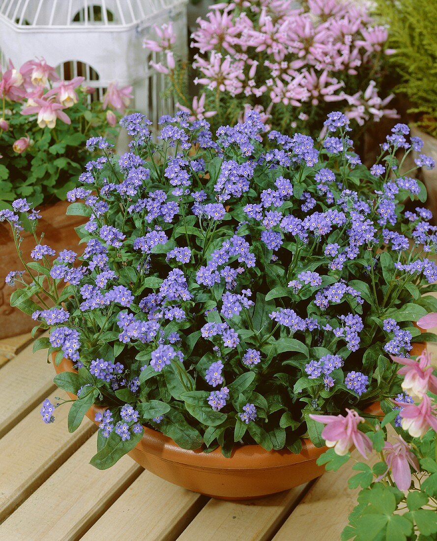 Forget-me-nots in planter