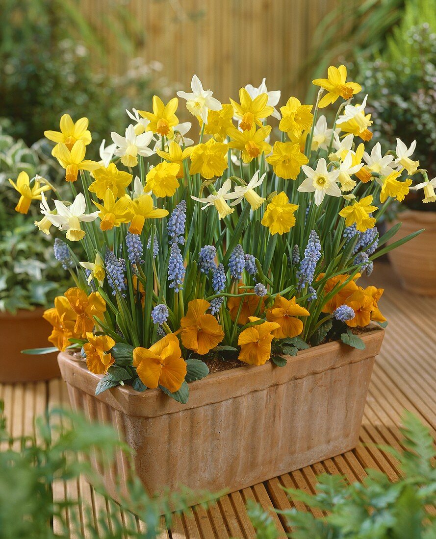 Narcissi, grape hyacinths and violas in planter