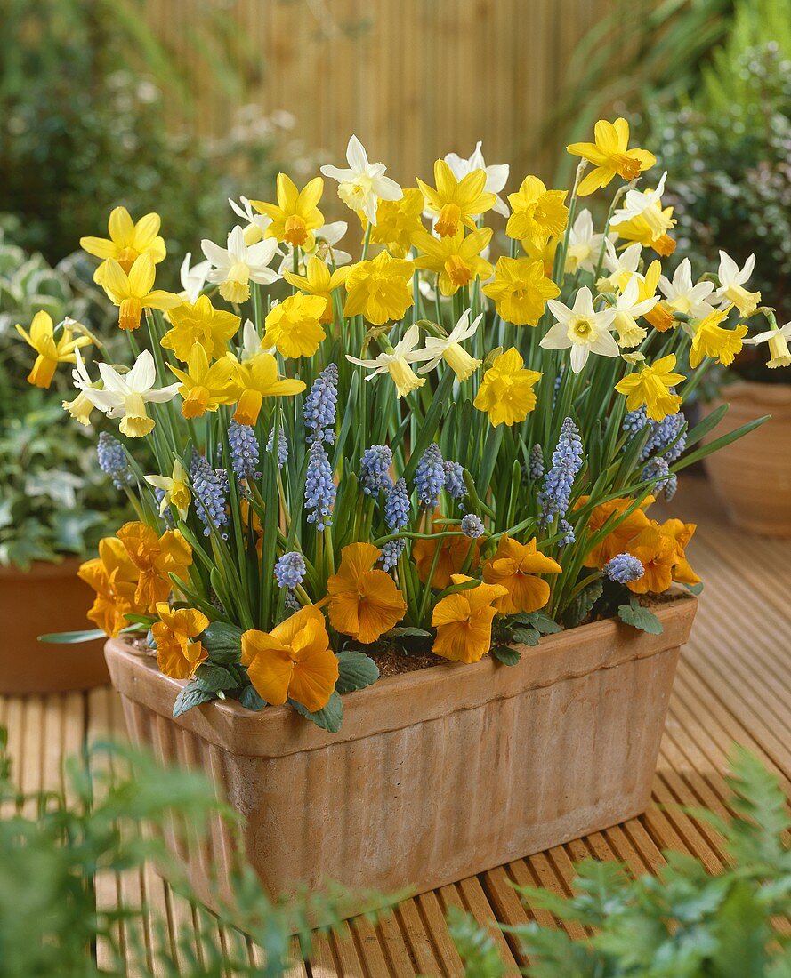 Narzissen, Traubenhyazinthen und Viola im Blumentopf