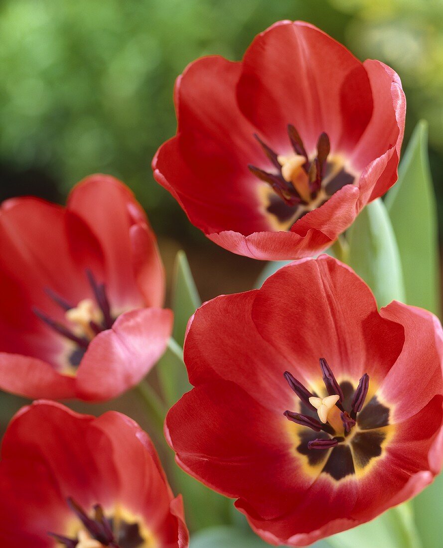 Red tulips, variety 'Niigata'