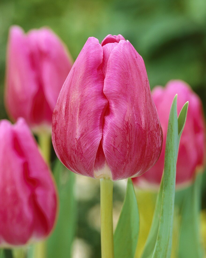 Pink tulips, variety 'Gander'