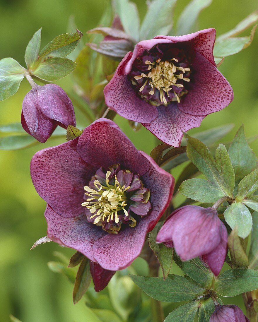 Purple hellebore flowers