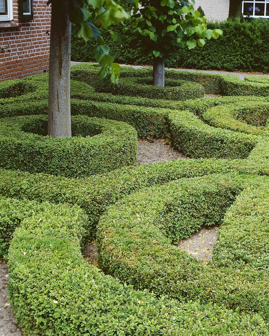 Knot garden with box hedges