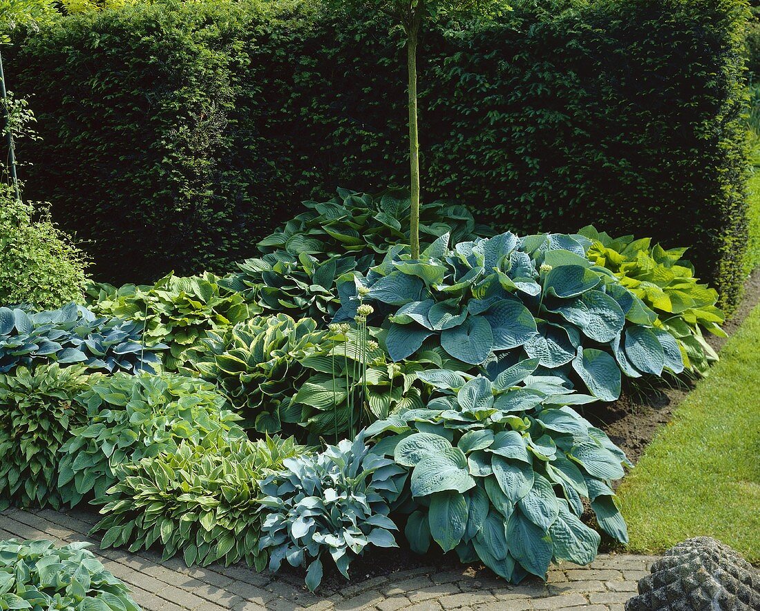 Bed of hostas in a garden