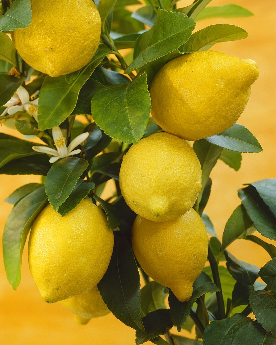 Citrus limon (Zitronenpflanze)