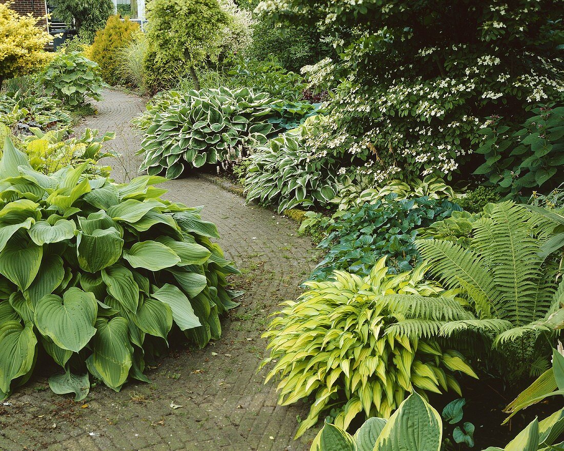 Garden with various hostas