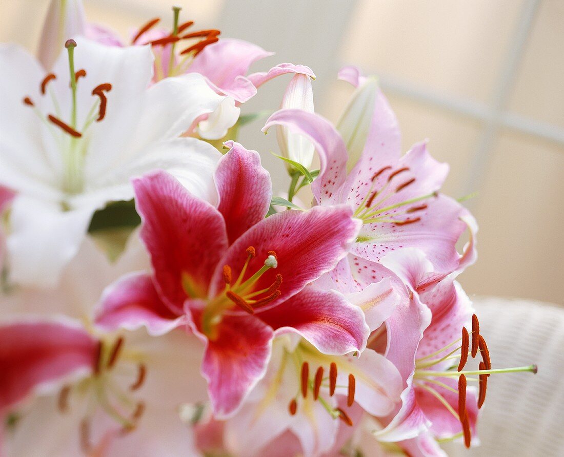 Bouquet of Oriental lilies