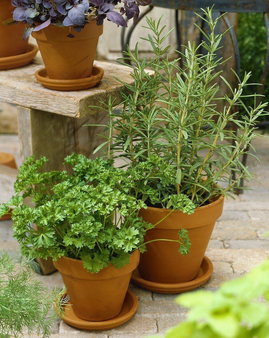 Rosemary and parsley in pots