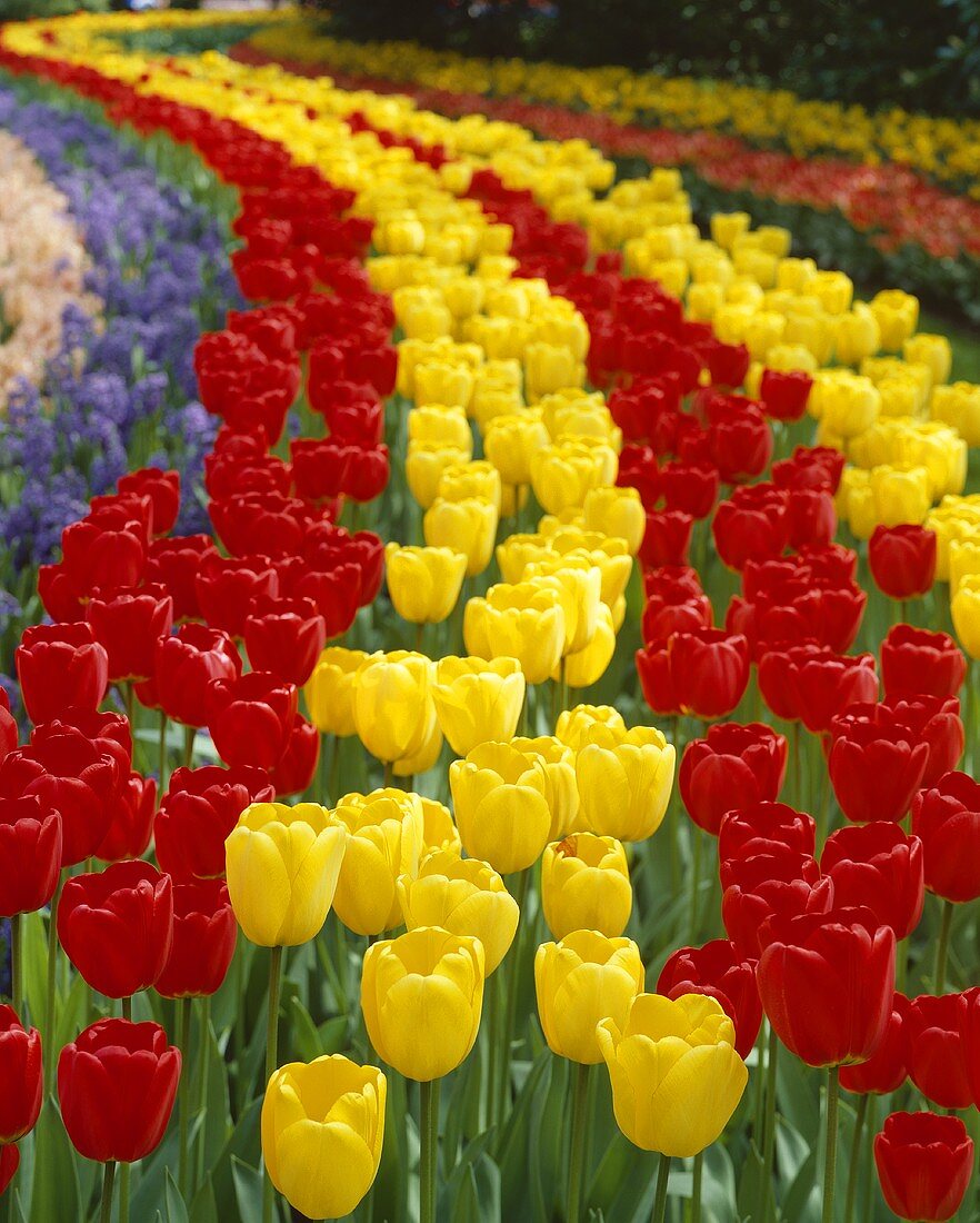 Rot-gelbes Tulpenfeld (Tulipa Apeldoorn)
