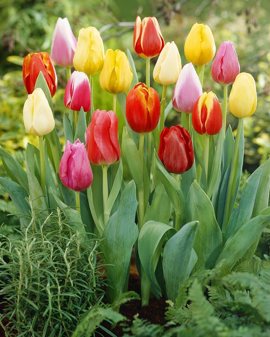 Tulips, variety 'Triumph'