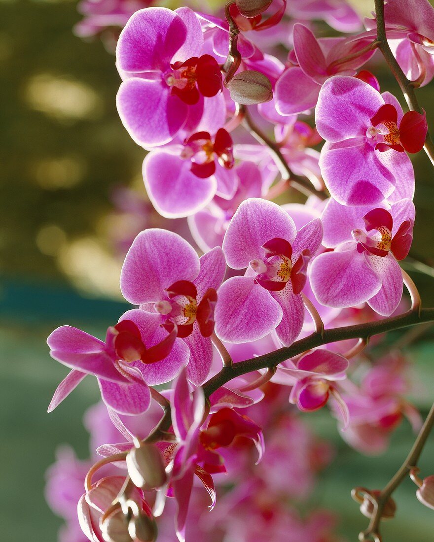 Purple orchids (Paphiopedilum)