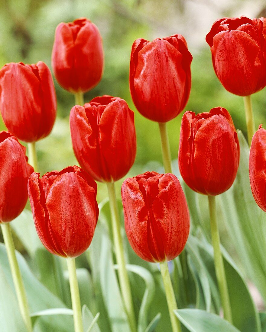 Red 'Arie Hoek' tulips