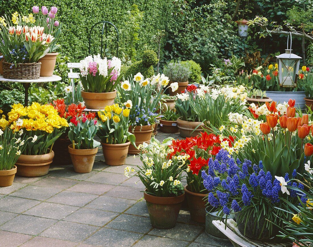 Spring flowers in containers