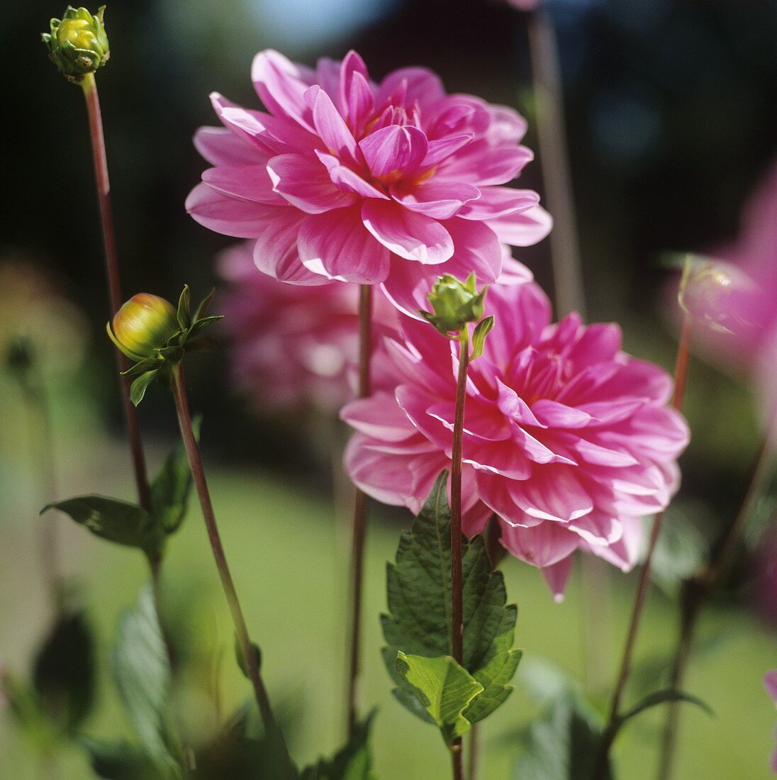 Pinkfarbene Dahlien (Blüten und Knospen) im Garten